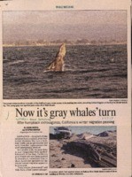 Now it's gray whales' turn