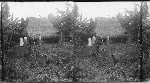 A picturesque thatched hut in a banana plantation, Panama