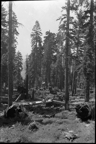 Redwood Mountain Grove, Logging, logging damage