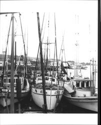 Fishing boats moored at end of Meredith Fisheries pier, Bodega Bay, Sonoma County, California, July 1949