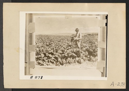 Tulelake, Calif.--This field of sugar beets is located three miles southeast of Tulelake, California, near the site selected for a War Relocation Authority center for the housing of 10,000 evacuees of Japanese ancestry for the duration. Newell, California