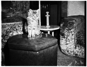 Want home for cat, 1952