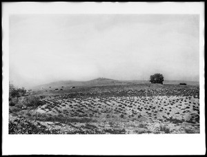 Cattle grazing on Raymond Hill, South Pasadena, viewed from the south, ca.1875