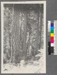 Western Yellow Pine, Incense Cedar
