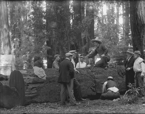 Men cutting redwood log, Bohemian Grove. [negative]