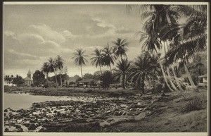 Palmen an der Küste bei Bota