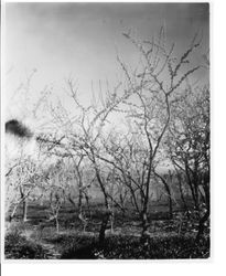 Plum tree XX -6,7, "Marie" Giant Earliest Blood in bloom at Gold Ridge Experiment Farm, March 11, 1929