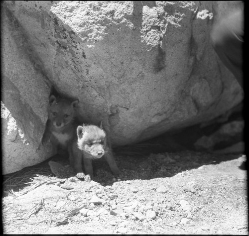 Misc. Mammals, Two coyote pups, at Kern Hot Springs