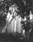 [Los Angeles, through trees, from Beaudry Avenue]