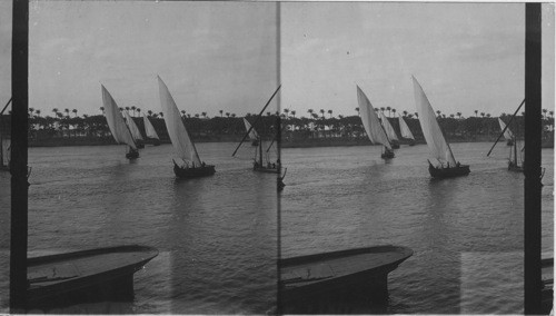 A fleet of Arab boats on the Nile. Egypt