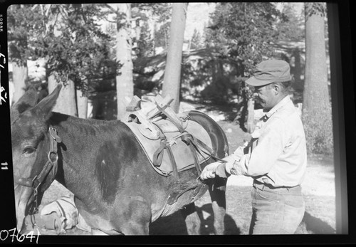 Stock use, packing a mule, V. Westley, NPS Individuals
