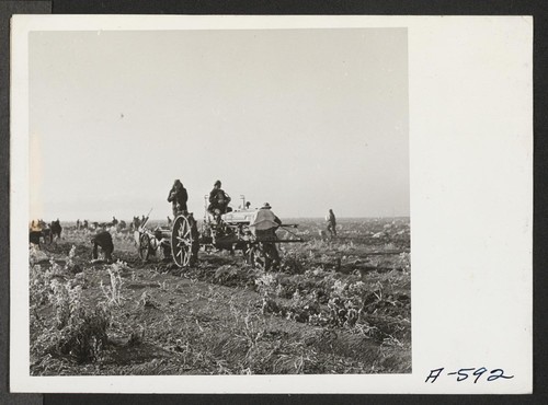 Potatoes on the farm at this relocation center dug by a mechanical digger pulled by a tractor. Photographer: Stewart, Francis Newell, California