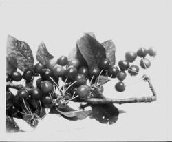 Identification of Luther Burbank cherry hybrid from the Gold Ridge Experiment Farm--cherry clusters (Black Sugar G-15) on branch, 1928