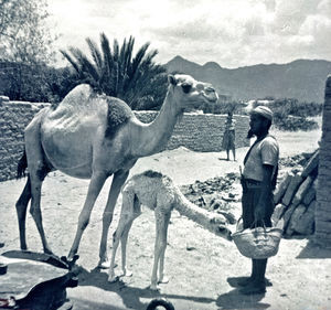 Camels from South Arabia, taken by Emsy Nielsen, Beihan, 1966