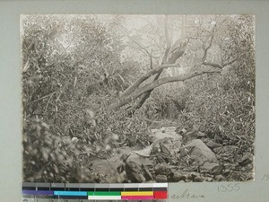 Forest scenery, Ampatrana, Madagascar, 1906