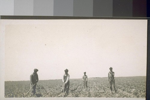 [South Asian farm laborers tending field], San Joaquin Valley Island, 1909