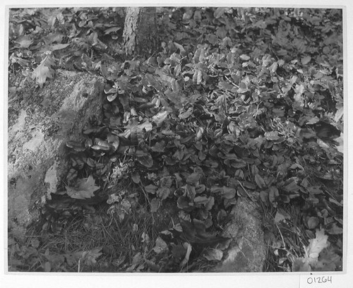 Fallen leaves, Mount Wilson