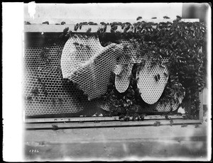 Many bees on a honeycomb, ca.1925