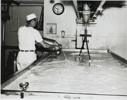 Unidentified man adds rennin to a vat full of milk at the Petaluma Cooperative Creamery, about 1955