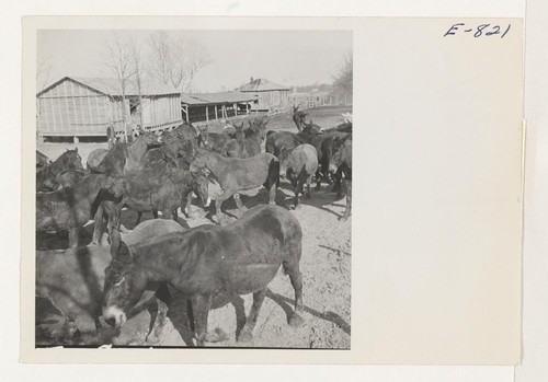 Forty head of Arkansas mules have been acquired by the Rohwer Relocation Center for use in the agricultural program.. The