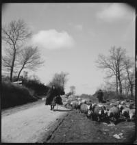 Sheep. On road [Women herding sheep]