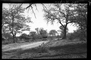 Landscape between Guijá and Pafuri, Mozambique, 1947