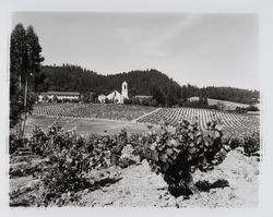 Mont La Salle Novitiate and its vineyard, St. Helena, California, 1962