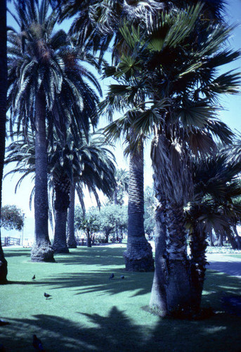 Palm trees in Palisades Park, May 1984