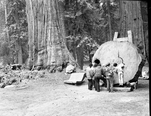 Misc. Visitor Activities, Visitors at Giant Sequoia Section Exhibits, Round Meadow