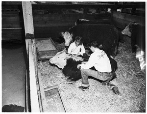 Livestock show, 1951