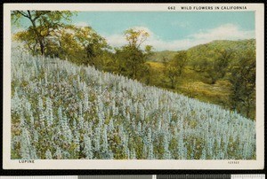 Hamlin Garland, postcard, 1929-02-02, to Henry Blake Fuller
