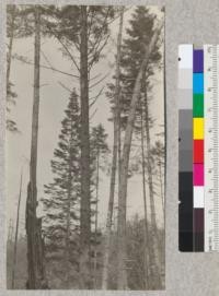 A second growth forest on Glack Place, Pidgeon Point, near Eureka, California. After all redwood had been removed for piling, leaving spruce and white fir. Note spruce in center--32" diameter at breast height, 125' high; 55 years old. Note long nodes. June 1923, E.F