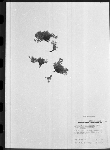 Larry L. Norris, San Francisco, Rare plants. Herbarium specimen of Astragalus kentrophyta var danus. 800400