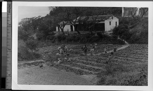 Farming at Tupper Cottage, Fuzhou, Fujian, China, ca. 1910