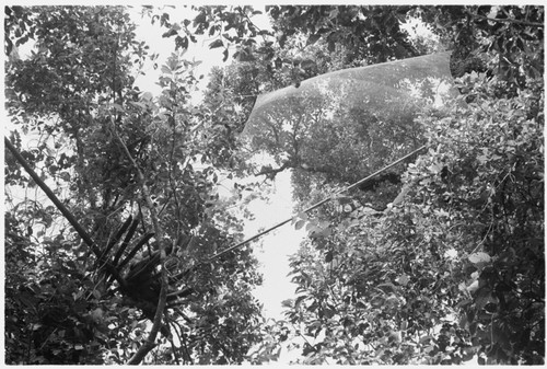 Bird net trap ('abe) in trees manned by Bui'a