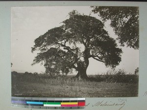Tamarind tree, Malaimbandy, Madagascar, 1905