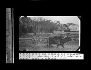 Preparing a field for rice, Shantou, Guangdong, China, ca.1921-1923
