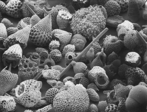 Fossilized Skeletons from the Deep Sea - Middle Eocene (45 million year old) Radiolaria (course-meshed objects), Foraminifera and sponge spicules from the western Indian Ocean are shown here. Photographed through the Scripps Institution of Oceanography's scanning electron microscope with a magnification of 200X, these microscopic fossils, remains of deep-sea organisms, came from a Deep Sea Drilling Project core taken at site 237, Leg 24 in the Indian Ocean