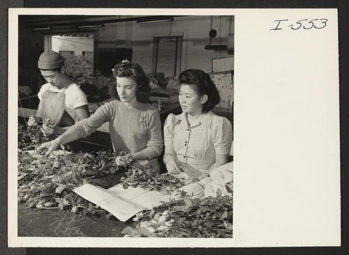 Sorting and packaging roses for shipment at the Mt. Clemens Greenhouse Company, Mt. Clemens, Michigan are, left to right: Perry Miyake from Rohwer and Venice, California; June Daunt; and Toshiko Minami, formerly of Gila River and Gardena, California. Photographer: Iwasaki, Hikaru Mt. Clemens, Michigan