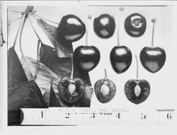 Identification of Luther Burbank cherry hybrid from the Gold Ridge Experiment Farm--three rows of three cherries (Burbank Cherry I-5) each the bottom row cut into showing the pit, June 9, 1931