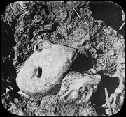 Unidentified bone mass in situ in unidentified pit. (4567)