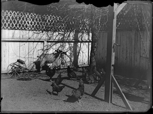 Goat, chickens, goat cart and cycle in backyard. [negative]