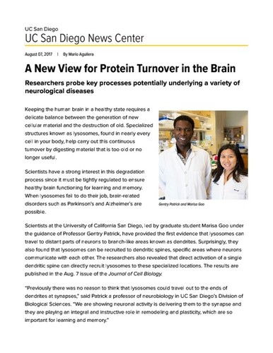 A New View for Protein Turnover in the Brain