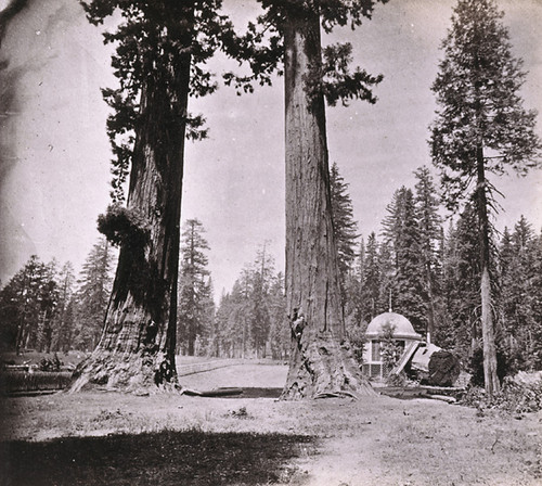 876. The Sentinels; 315 feet high; near view. Section of the Big Tree, and House over the Stump