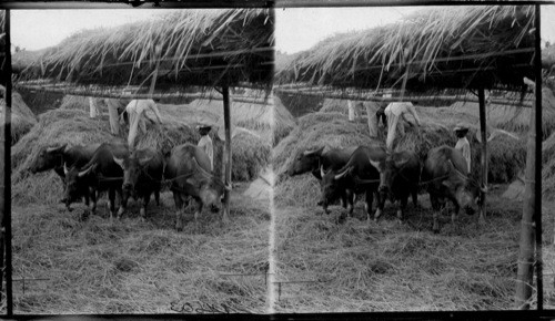 Threshing out rice with carabaos, Philippines