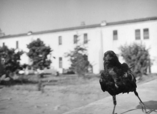Crow and convento, Mission San Luis Rey, Oceanside