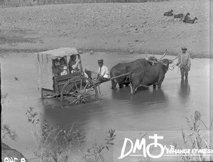 Cart crossing a river, South Africa, ca. 1896-1911