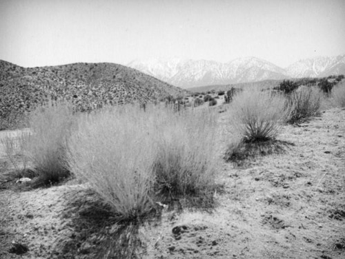 Big galleta grass, Mojave Desert