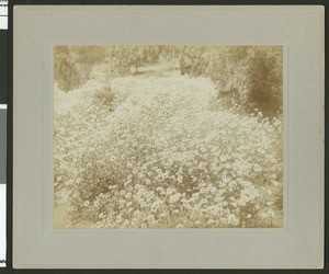 Patch of Marguerite daisies in Eastlake Park (later Lincoln Park)