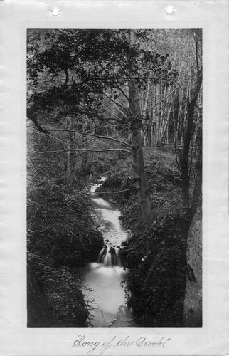 Photograph of a creek at Mills College